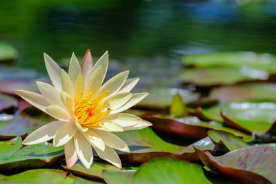 Close-up of lotus water lily in lake