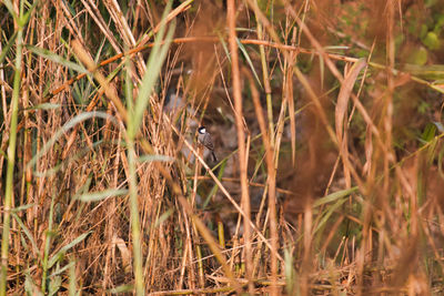 View of a bird on field
