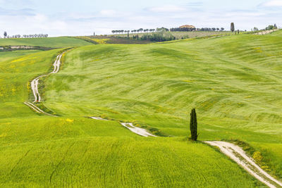 Rolling agricultural landscape with a dirt road across the fields