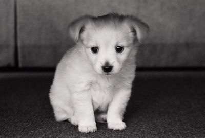 Portrait of cute puppy