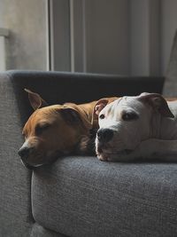 Close-up of dogs lying on sofa at home