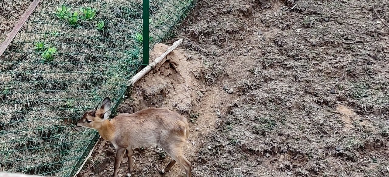 HIGH ANGLE VIEW OF DEER