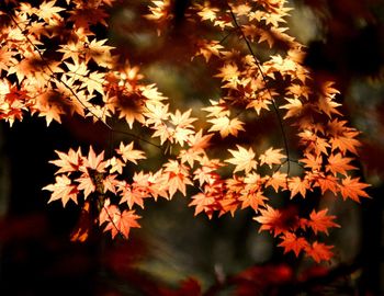 Close-up of orange maple leaves on tree