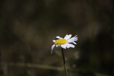 Close-up of white daisy blooming outdoors