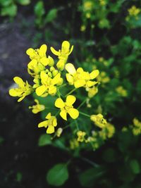 Close-up of yellow flowers