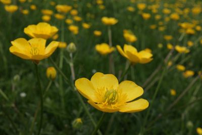 Close-up of yellow flowering plant on field