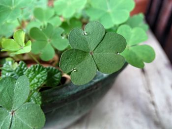 Close-up of fresh green leaves with dew drops