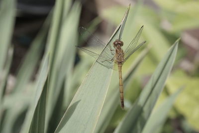 Close-up of damselfly on grass