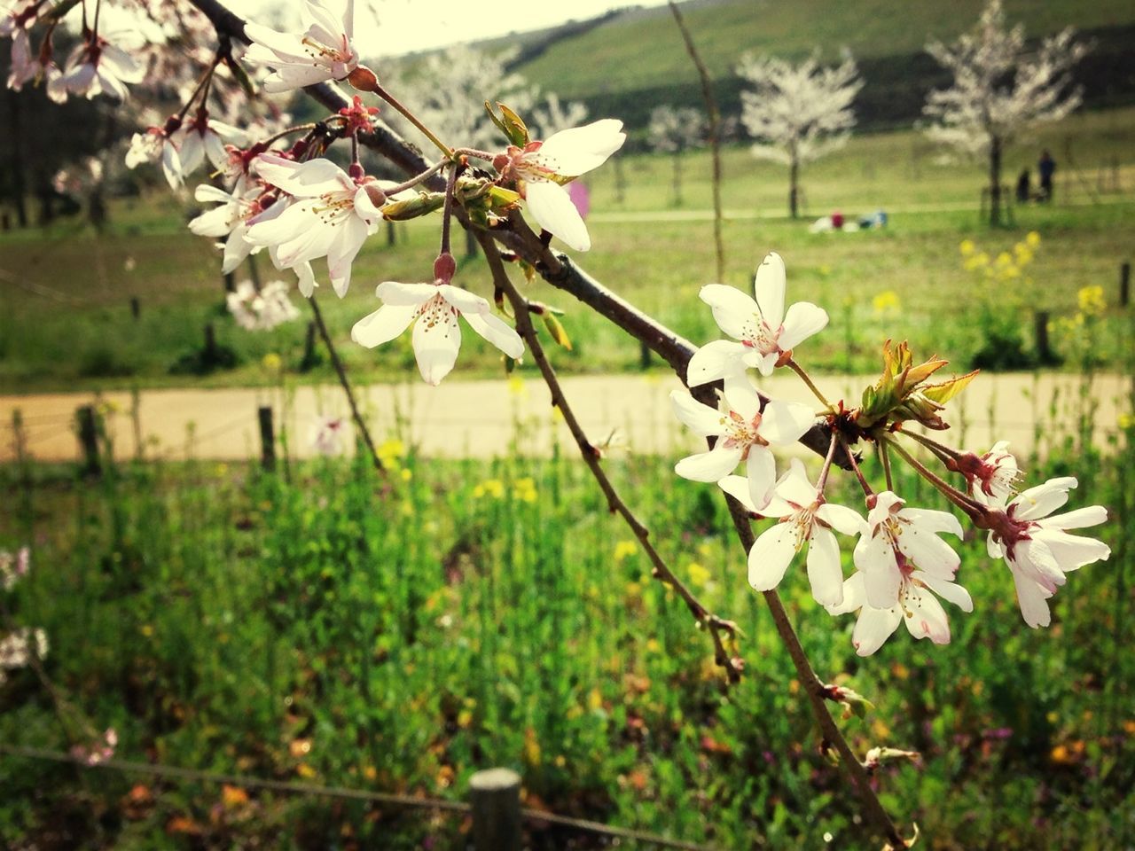 flower, freshness, fragility, focus on foreground, growth, beauty in nature, nature, petal, close-up, plant, tree, stem, field, blossom, blooming, day, in bloom, outdoors, branch, no people