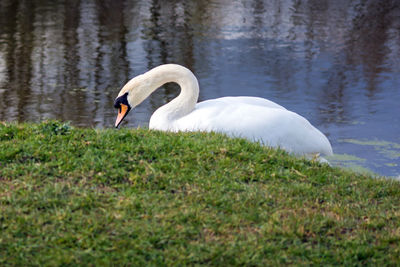 Swan swimming in lake