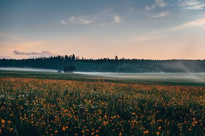 Scenic view of field against sky during sunset