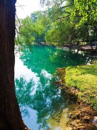 Scenic view of lake amidst trees in forest