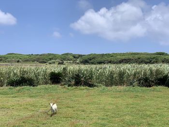 Sheep in a field