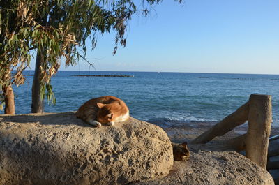 View of a dog on beach