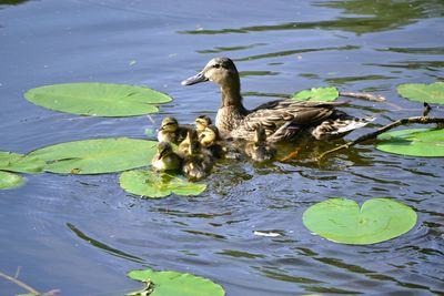 Ducks in pond