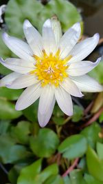 Close-up of yellow flower blooming outdoors