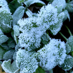 Close-up of frozen plant during winter