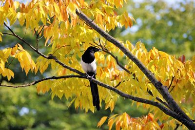 Bird perching on a tree