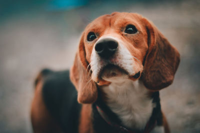 Close-up of dog