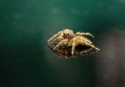 Close-up of spider