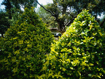 Trees and plants growing in forest