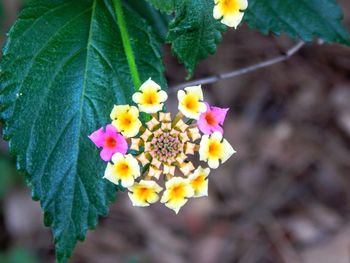 Close-up of yellow flowering plant