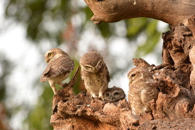 Close-up of a bird