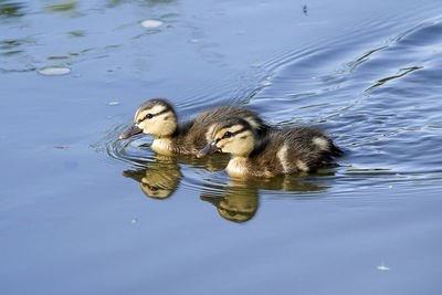 Duck swimming in a lake