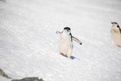 View of birds on snow covered landscape