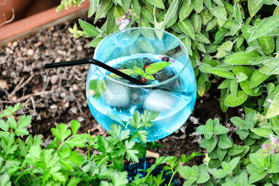 High angle view of drink in flower pot