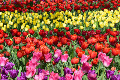 Full frame shot of colorful tulips flowers