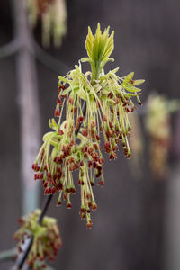 A branch with young leaves in natural conditions in spring.