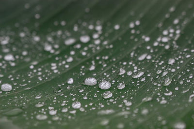 Close-up of water drops on leaves