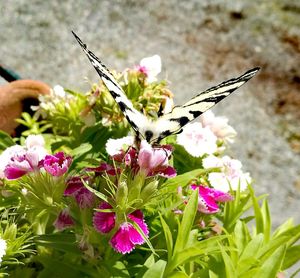 Close-up of insect on flowers