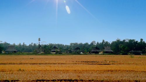 Scenic view of field against clear sky