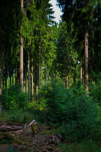 Trees in forest