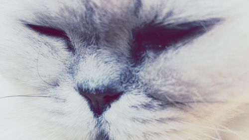 Close-up of cat