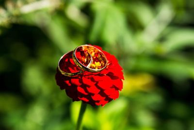 Close-up of red rose blooming outdoors