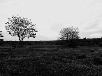 Tree on field against sky