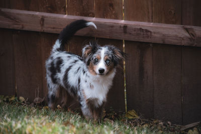 Portrait of dog sticking out tongue on land