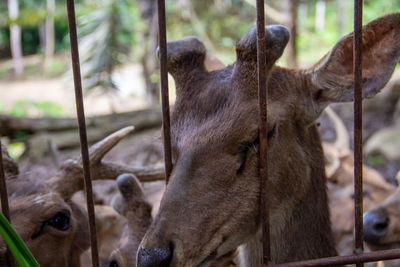 Close-up of deer