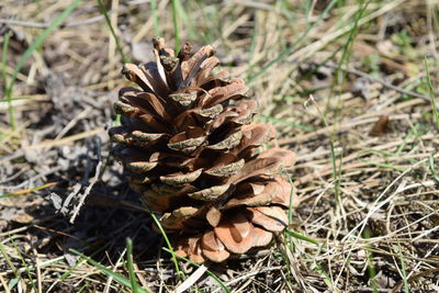 Close-up of dried plant growing on field