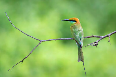 Close-up of bird perching on plant