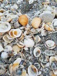 Full frame shot of seashells