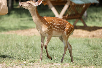 Portrait of a spotted deer in the forest