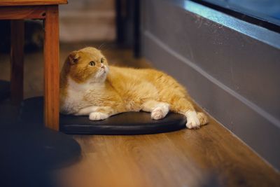 Cat sitting on floor