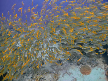 High angle view of fish swimming in sea