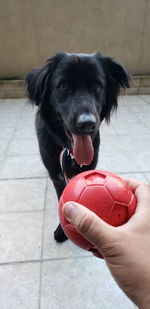 Little black dog playing with a ball perro cachorro jugando con una pelota