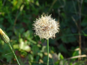 Close-up of white dandelion flower