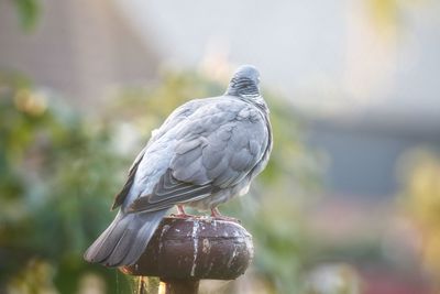 Close-up of pigeon perching